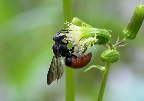 15ﾊﾗｱｶﾔﾄﾞﾘﾊｷﾘﾊﾞﾁ