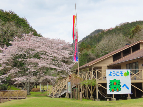 鯉のぼりと桜1