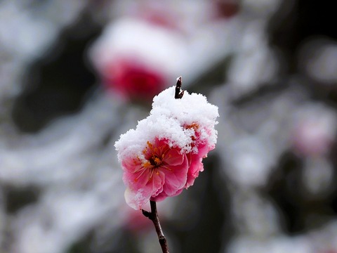 240321梅に雪②