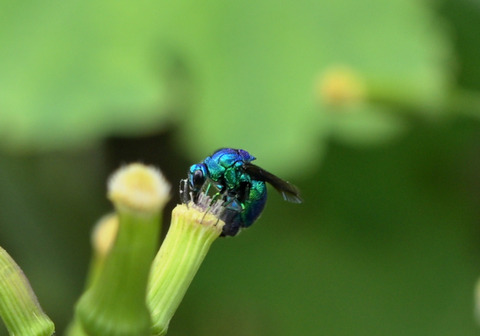 12ｵｵｾｲﾎﾞｳ