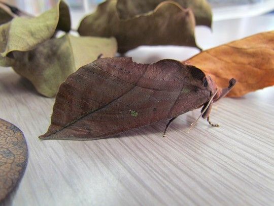 イメージ 4