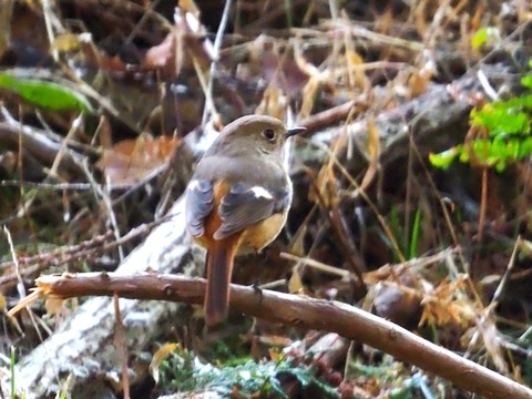 240113ｼﾞｮｳﾋﾞﾀｷ♀①