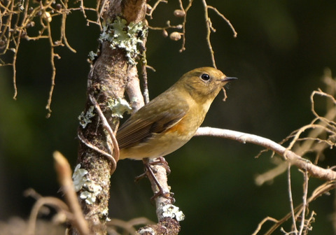 260205ﾙﾘﾋﾞﾀｷ