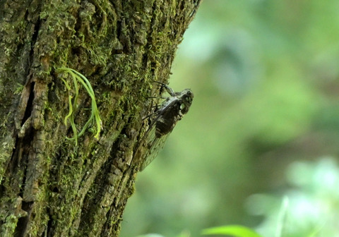 02ﾐﾝﾐﾝｾﾞﾐ