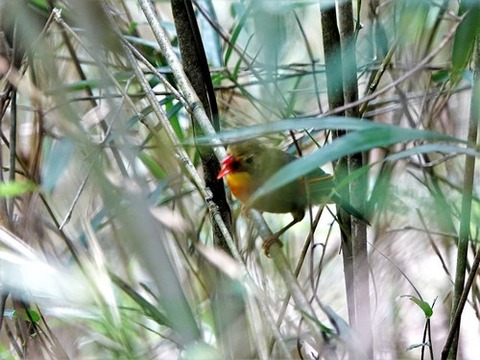 0822ソウシチョウ③