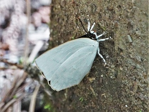 0609ウラギンシジミ①