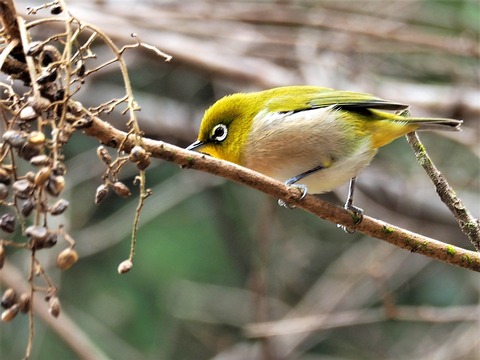 220130ﾒｼﾞﾛ①