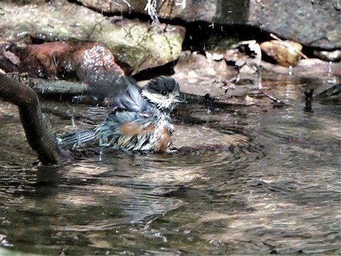 0707ヤマガラ幼鳥②