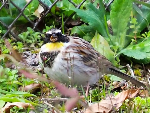 240301ﾐﾔﾏﾎｳｼﾞﾛ⑥