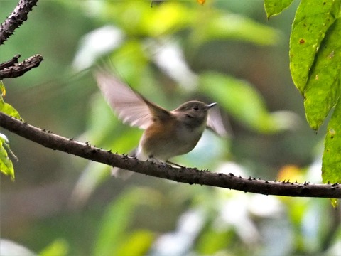 1112ルリビタキ♀③