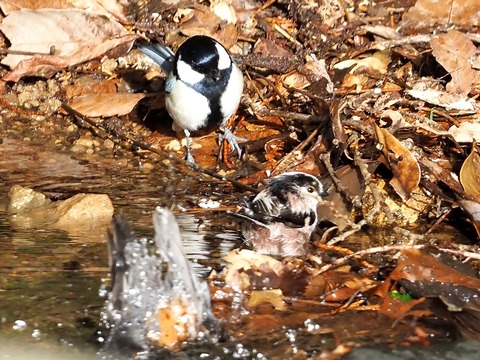 230212野鳥水浴び⑥