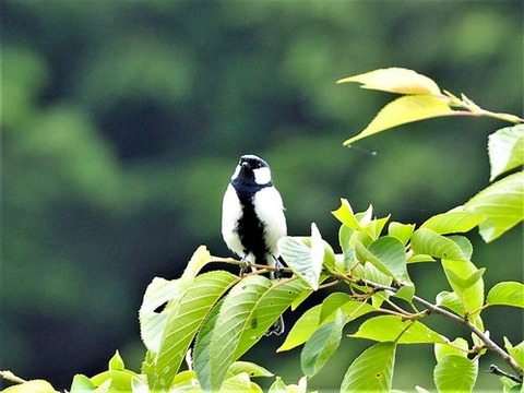 0604ｼｼﾞｭｳｶﾗ