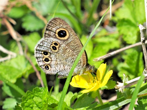 0428ﾋﾒｳﾗﾅﾐｼﾞｬﾉﾒ①