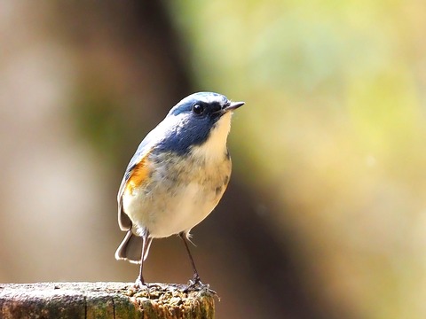 240216ﾙﾘﾋﾞﾀｷ②