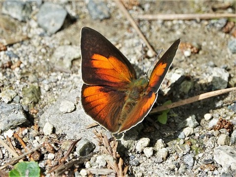 0609ウラギンシジミ②