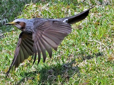 0419ﾋﾖﾄﾞﾘ④