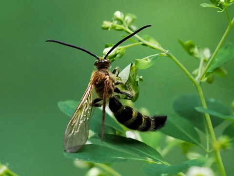 16ｵｵﾊﾗﾅｶﾞﾂﾁﾊﾞﾁ