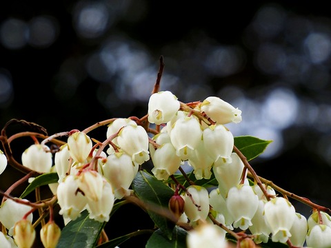 240214ｱｾﾋﾞ①