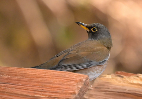 260219ｼﾛﾊﾗ①