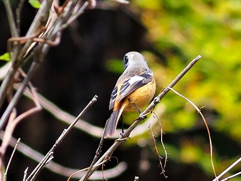 1116ジョウビタキ①
