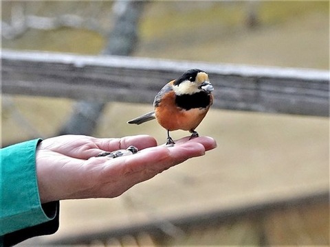 200218ﾔﾏｶﾞﾗ②