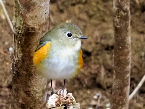 240216ﾙﾘﾋﾞﾀｷ♀④