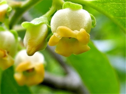 0602ｶｷの花②