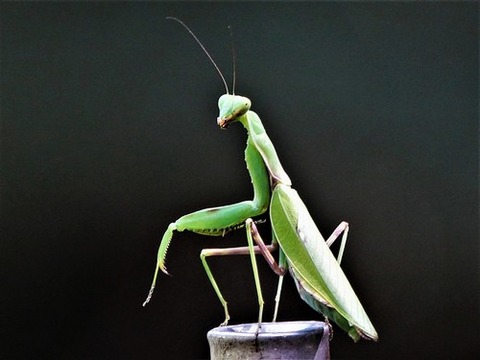 1005ハラビロカマキリ