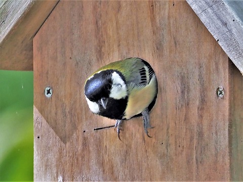 0428ｼｼﾞｭｳｶﾗ②