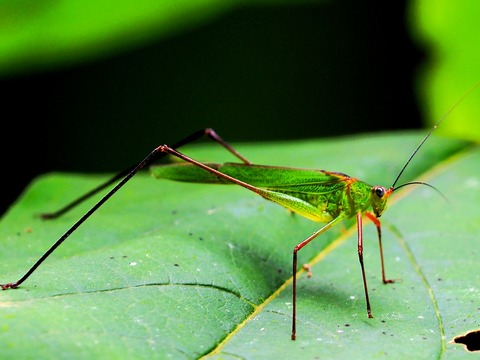 0915ｱｼｸﾞﾛﾂﾕﾑｼ