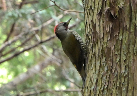 260204ｱｵｹﾞﾗ②