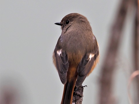 220203ｼﾞｮｳﾋﾞﾀｷ♀④