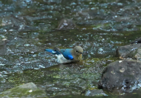34ｵｵﾙﾘ若鳥