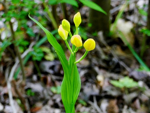 0505ｷﾝﾗﾝ①