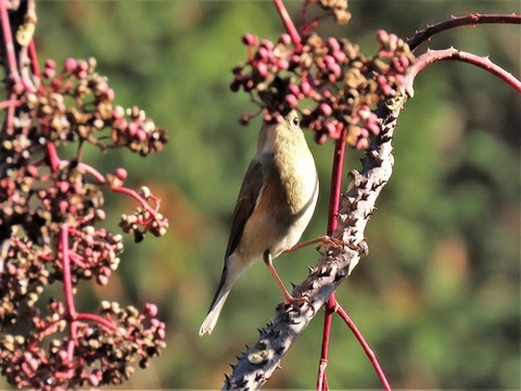 1225ルリビタキ♀③