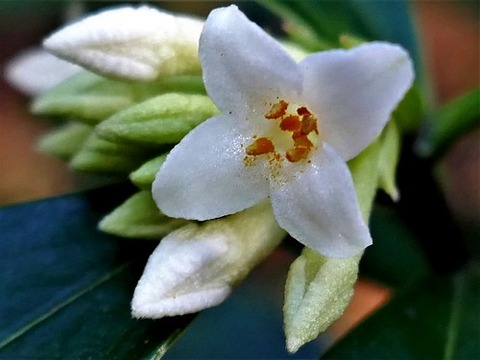 200218ｺｼｮｳﾉｷ③