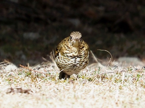 230214トラツグミ②
