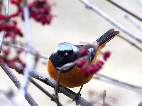 230223ジョウビタキ♂③