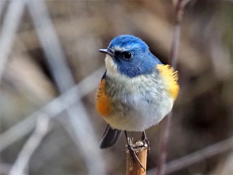 220205ﾙﾘﾋﾞﾀｷ②