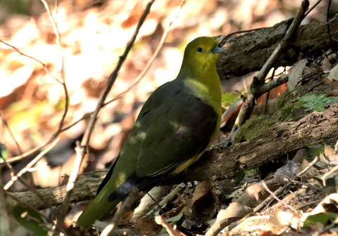260129ｱｵﾊﾞﾄ①