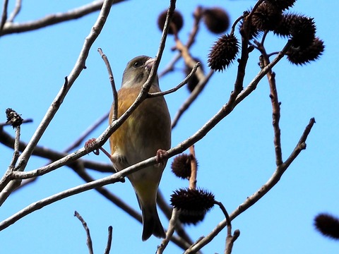 1226ｶﾜﾗﾋﾜ②