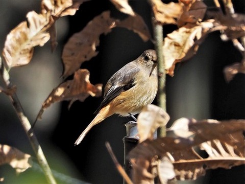200227ｼﾞｮｳﾋﾞﾀｷ♀③