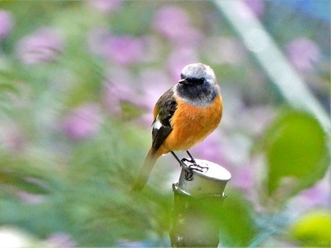 1104ジョウヒタキ♂①