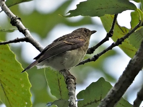 0826キビタキ幼鳥④