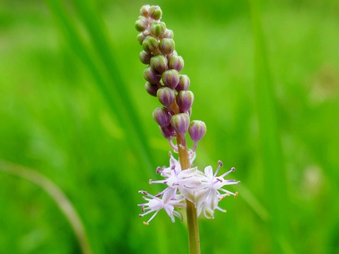 0912ｼﾛﾊﾞﾅﾂﾙﾎﾞ③