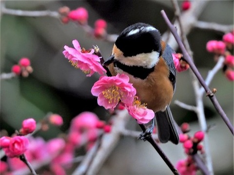 200227ﾔﾏｶﾞﾗ③