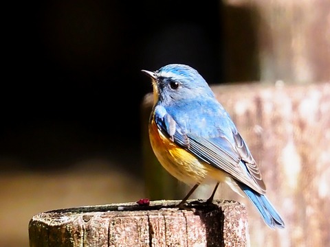 230131ﾙﾘﾋﾞﾀｷ♂①