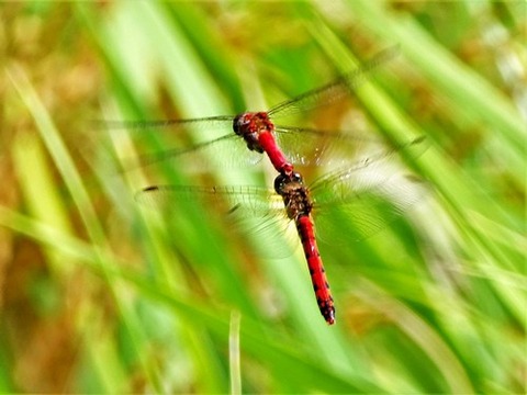 0928ナツアカネ♂♀④