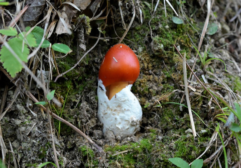 05ﾀﾏｺﾞﾀｹ