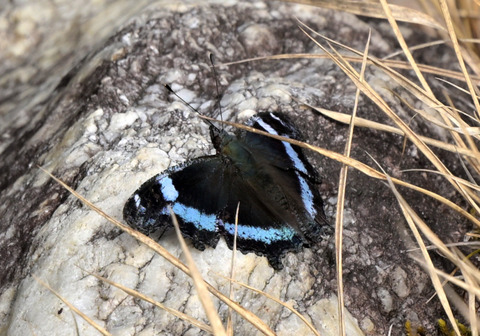 260222ﾙﾘﾀﾃﾊ